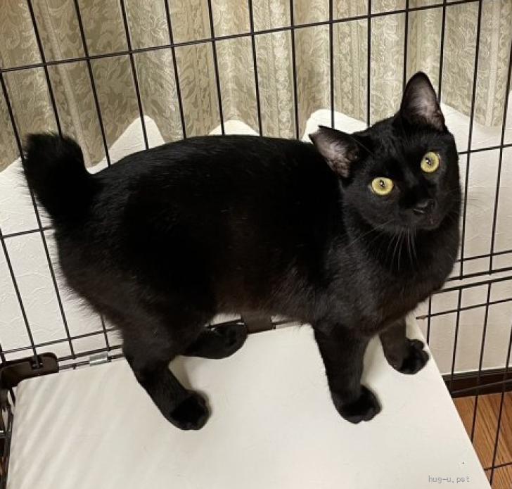 猫の里親募集】千葉県・雑種・かわいいオシリの黒猫ネロ君（ID:2307