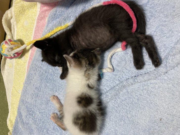 猫の里親募集】山梨県・雑種・生後2ケ月の黒(メス)と三毛(オス)の里親