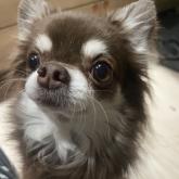 チワワ(ロング)