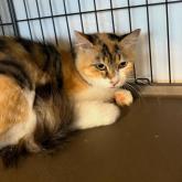 雑種