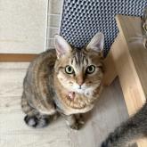 雑種
