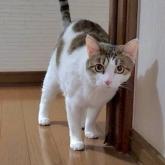 雑種