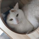 雑種