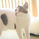 雑種