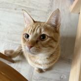 雑種