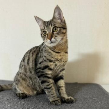 ペット同伴愛知猫 人気