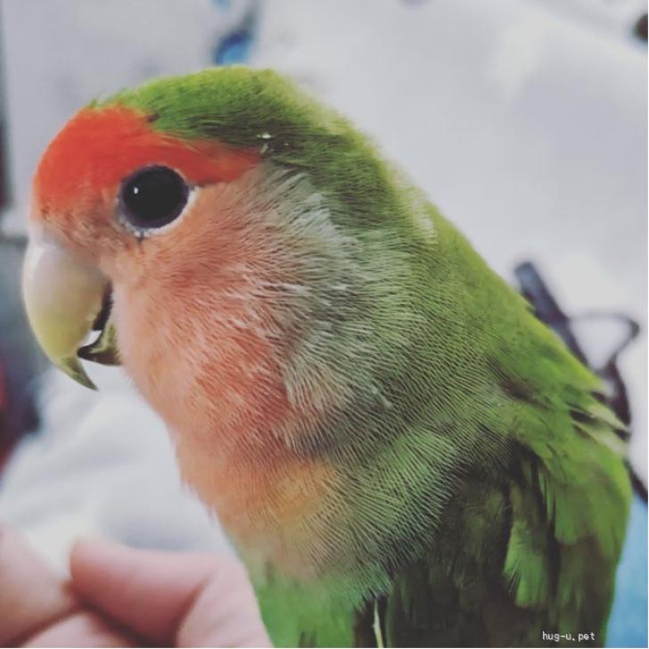 鳥の里親募集】東京都・インコ・小桜インコノーマルカラー♀里親募集 ...