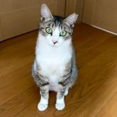 雑種