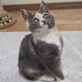 雑種