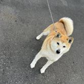 雑種