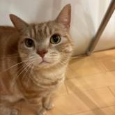 アメリカンショートヘア