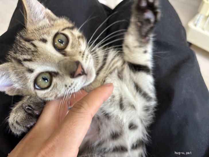 猫の里親募集】大阪府・ベンガル・☆遊び大好き＊ベンガルMIXのトリア