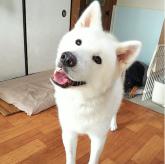 秋田犬