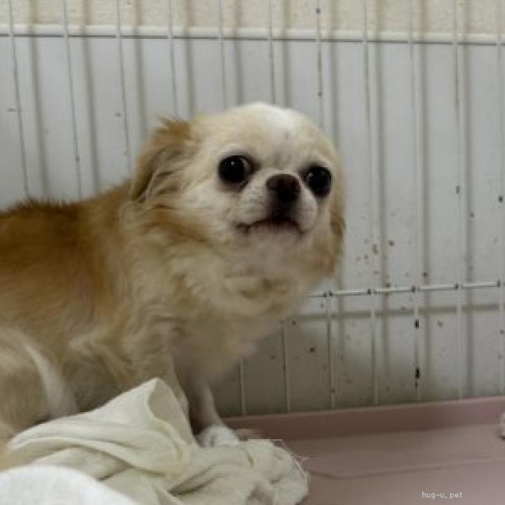 チワワちゃん 犬の里親募集】滋賀県・チワワ(ロング)・少し怖がりなチワワちゃん（ID