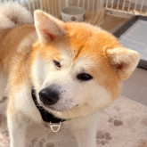 秋田犬