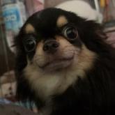 チワワ(ロング)