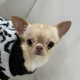 チワワ(スムース)