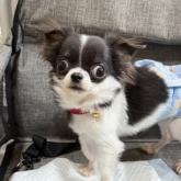 チワワ(ロング)