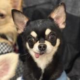 チワワ(スムース)