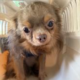 チワワ(ロング)