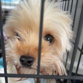 ヨークシャーテリア