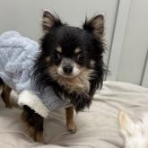 チワワ(ロング)