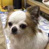 チワワ(ロング)