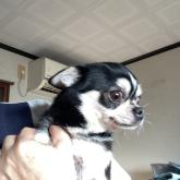 チワワ(スムース)