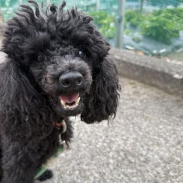 犬 × トイプードル × 単身者可,高齢者可の里親募集一覧｜ハグー