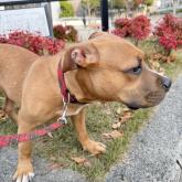 アメリカンピットブルテリア