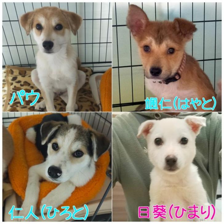 犬の里親募集】大阪府・雑種・ハスキーmix風のイ綺麗な男の子 仁人(ひろと)（ID:2402-00127）｜ハグー -みんなのペット里親情報