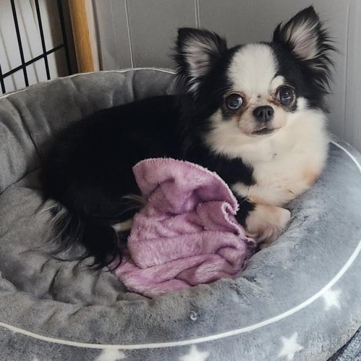 犬の里親募集】大阪府・チワワ(ロング)・チワワ☆5歳 ラピスちゃん