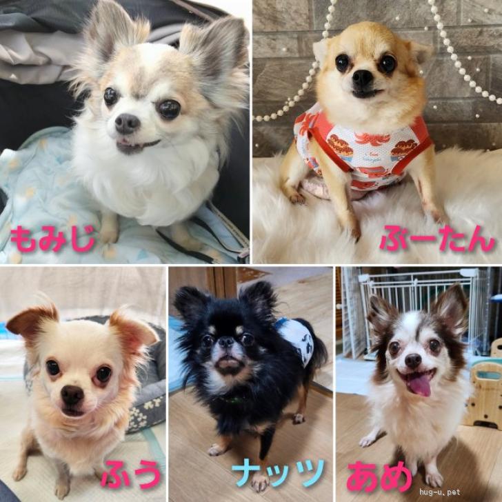 犬の里親募集】大阪府・チワワ(ロング)・チワワ☆推定7～8歳 あめ