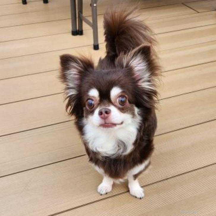 犬の里親募集】大阪府・チワワ(ロング)・チワワ☆推定6歳 レイちゃん