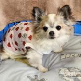 チワワ(ロング)