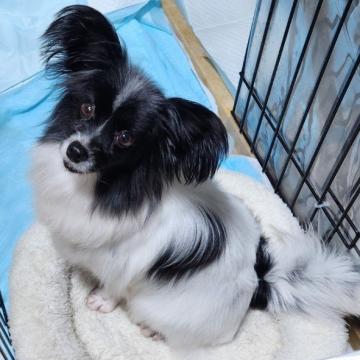 犬の里親募集】大阪府・パピヨン・パピヨン☆推定6～7歳 ランラン