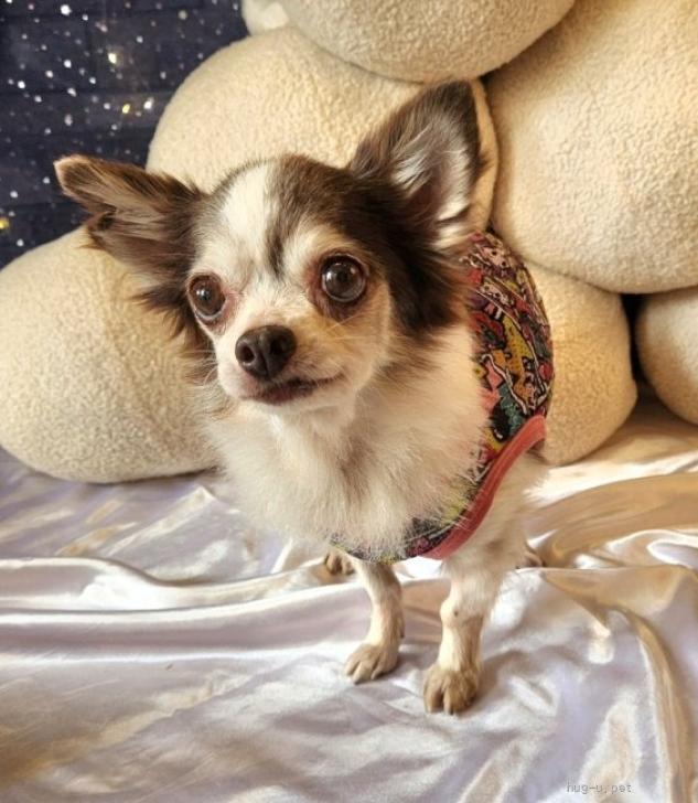 犬の里親募集】大阪府・チワワ(ロング)・チワワ☆推定7～8歳 あめ