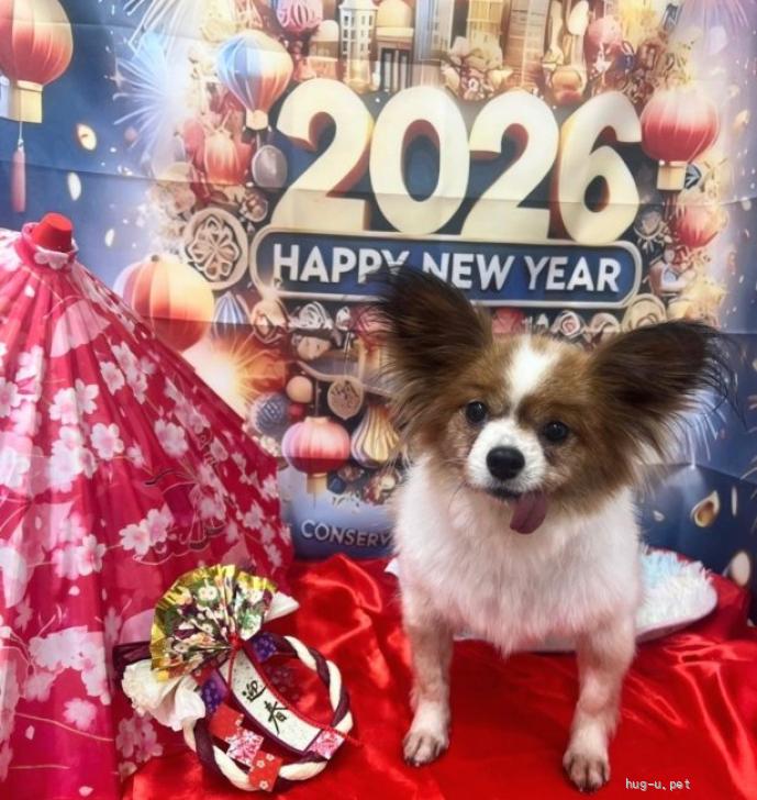 犬の里親募集】大阪府・パピヨン・パピヨン☆推定6～7歳 ランラン