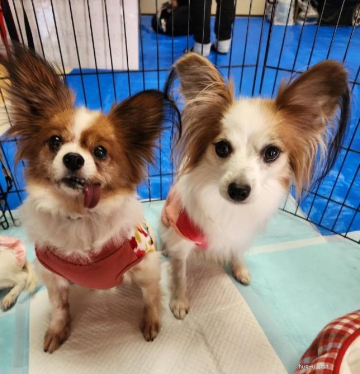 犬の里親募集】大阪府・パピヨン・パピヨン☆推定6～7歳 ランラン