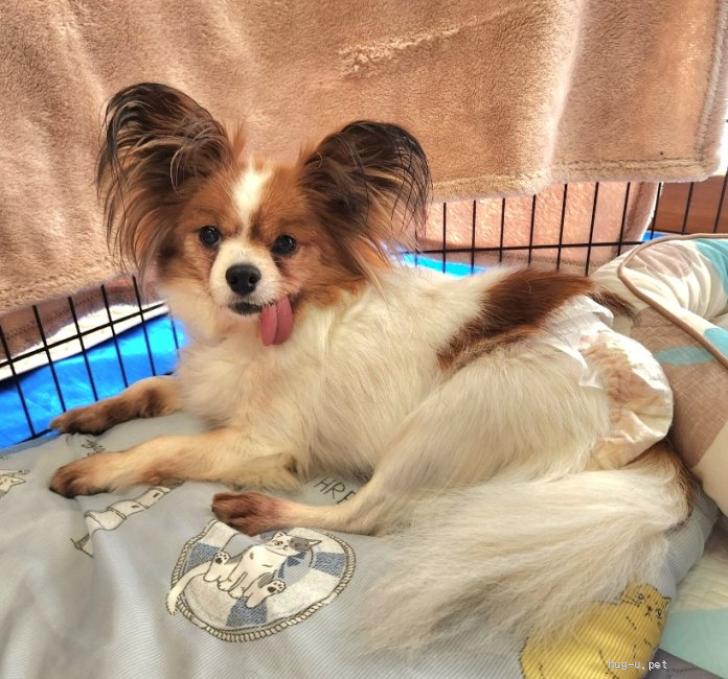 犬の里親募集】大阪府・パピヨン・パピヨン☆推定6～7歳 ランラン