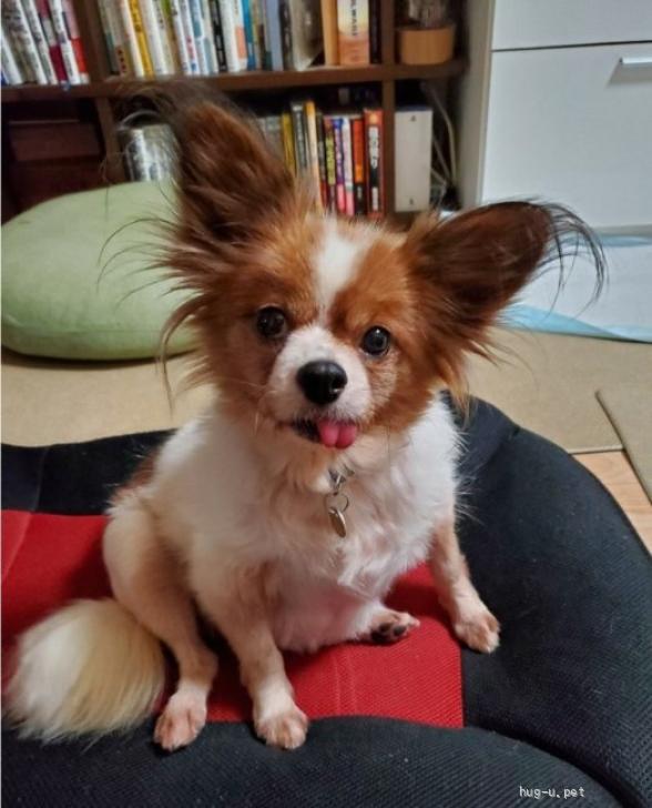 犬の里親募集】大阪府・パピヨン・パピヨン☆推定6～7歳 ランラン