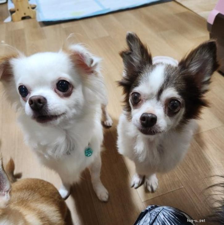 犬の里親募集】大阪府・チワワ(ロング)・チワワ☆推定7～8歳 あめ