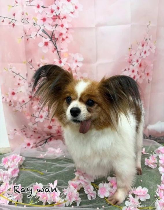 犬の里親募集】大阪府・パピヨン・パピヨン☆推定6～7歳 ランラン