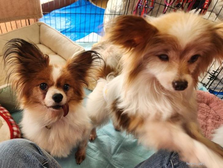 犬の里親募集】大阪府・パピヨン・パピヨン☆推定6～7歳 ランラン