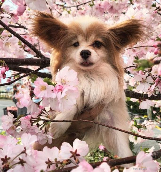 犬の里親募集】大阪府・パピヨン・パピヨン☆7歳 カン太くん 繁殖引退