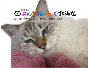 保護活動者：NPO法人ニャン友ねっとわーく北海道(北海道札幌市中央区