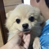 ポメラニアン