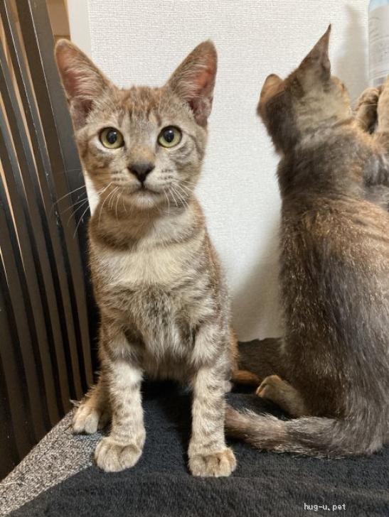 猫の里親募集】大阪府・雑種・人慣れ抜群！ブラウン系キジ猫さん♡（ID:2212-00468）｜ハグー -みんなのペット里親情報