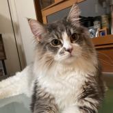 ノルウェージャンフォレストキャット