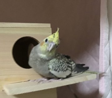 鳥 インコの里親募集一覧 ハグー みんなのペット里親情報